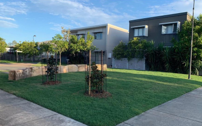 Beautification Project- Fitzgibbon