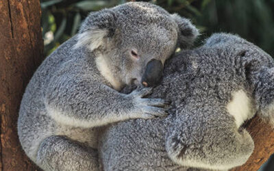 Native Wildlife Carers Grant Now Open