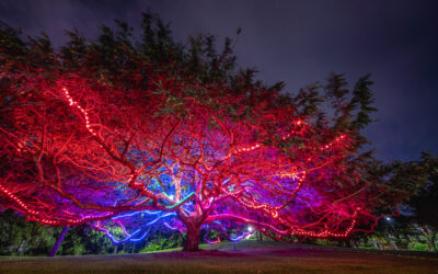 Brisbane gardens glow after dark as Botanica returns