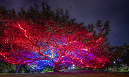 Brisbane gardens glow after dark as Botanica returns