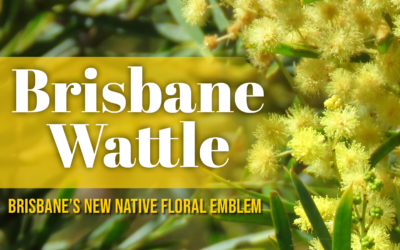 Brisbane’s blooming good native floral emblem revealed