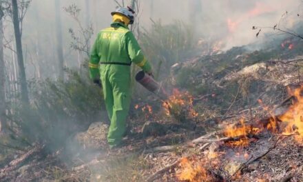 Planned burns underway as Brisbane prepares for Bushfire season